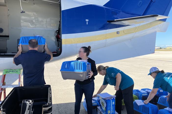 Humane Society Naples CEO Sarah Baeckler (center holding crate) helps load cats aboard a plane in Naples, Fla., on Monday. The group is getting ready for "an influx of surrendered animals" from Hurricane Ian, she says.