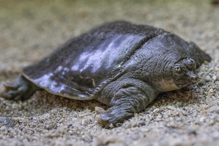 One of the Indian narrow-headed softshell turtle hatchlings bred at the San Diego Zoo.