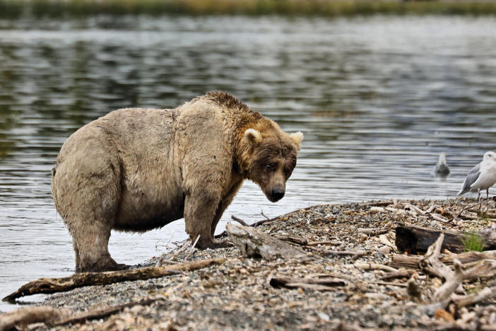 Fat Bear candidate 435 Holly is in her mid to late 20s, making her one of the older bears to use Brooks River. She has a light-colored coat reminiscent of a toasted marshmallow, and is known for adopting several orphaned cubs.