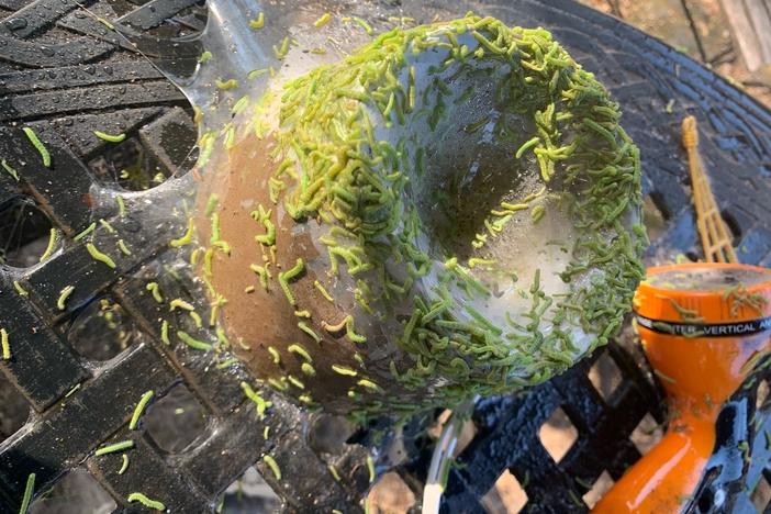 A cluster of hackberry leafrollers swarms a citronella candle on a Dallas resident's patio and blankets the outdoor furniture in webbing.