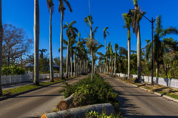 Royal palm trees line both sides of McGregor Boulevard in Fort Myers for miles. Nearly all of the trees survived Hurricane Ian.