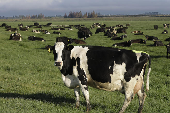 Dairy cows graze on a farm near Oxford, in the South Island of New Zealand on Oct. 8, 2018.