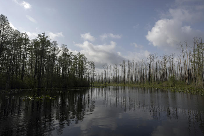 Cypress trees, some dead and some living, stand in Okefenokee National Wildlife Refuge in Fargo, Ga. Proulx writes about the swamps of Okefenokee in her book.