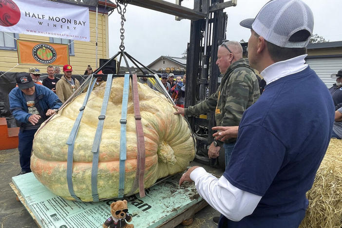 Travis Gienger, right, from Anoka, Minn., watches as his winning pumpkin is lifted and weighed Monday at the 49th World Championship Pumpkin Weigh-Off in Half Moon Bay, Calif.