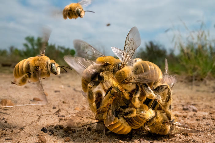 <em></em><strong>Invertebrates Winner:</strong> <em>The big buzz</em>. South Texas, USA. The world's bees are under threat from habitat loss, pesticides and climate change. With 70% of bee species nesting underground, it is increasingly important that areas of natural soil are left undisturbed.