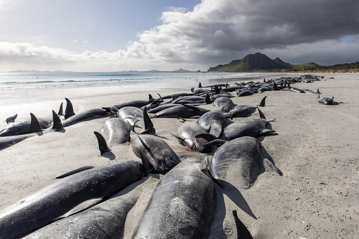 A string of dead pilot whales line the beach at Tupuangi Beach in New Zealand's Chatham Archipelago, on Saturday.