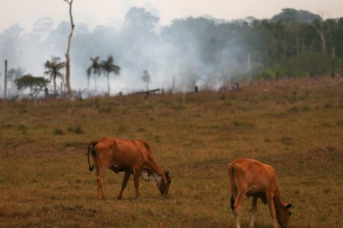Cattle graze near a fire in Amazonas, Brazil, on Sept. 22. A new report analyzed years of data on wildlife populations across the world and found a downward trend in the Earth's biodiversity.