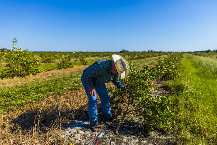 Cliff Coddington inspects a young orange tree that's been uprooted by Hurricane Ian on a ranch he runs in Sarasota County, Fla.