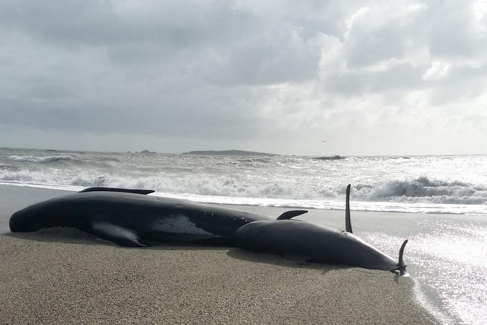 A photo released by the New Zealand Department of Conservation on April 5, 2018, shows beached pilot whales in Haast, a city on the west coast of New Zealand's South Island.