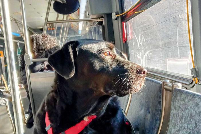 Eclipse looked out the window to know where to get off the bus.