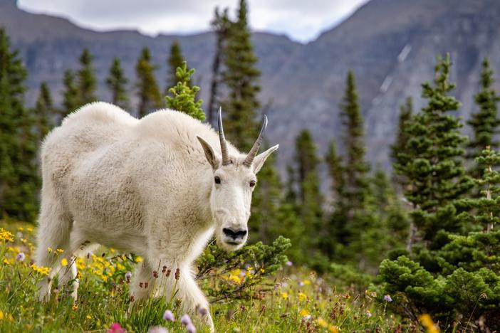 A female mountain goat in an alpine meadow in Montana's Glacier National Park. When goats competed with sheep for salt in the park, the goats won almost unanimously.