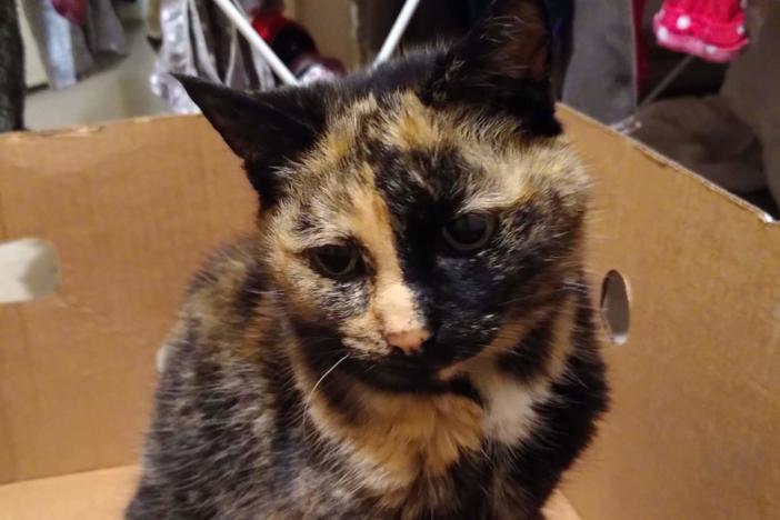 Toast was a very small cat, Saha said, but the loudest one he has met.