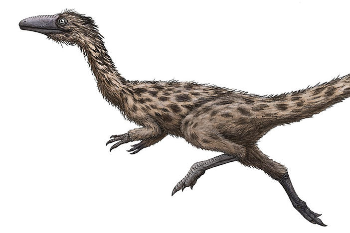 This is an artist's rendering of the dinosaur Podokesaurus holyokensis, which lived millions of years ago in what is now Massachusetts. The dinosaur, whose name means "swift-footed lizard of Holyoke," has been named the state's official dinosaur.
