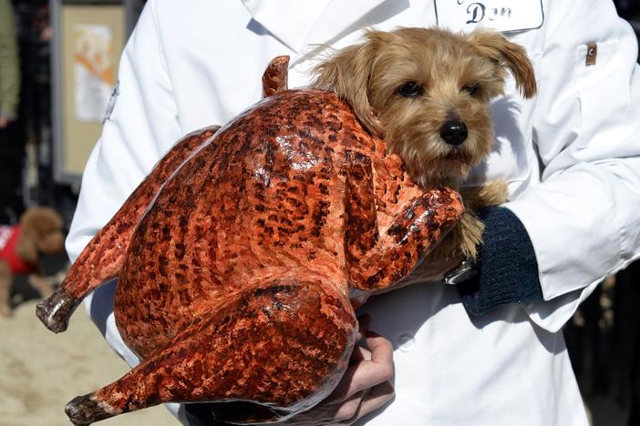 A dog dressed in a turkey costume at the 2013 Tompkins Square Halloween Dog Parade in New York City.