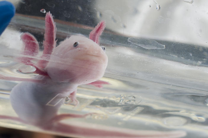 Lately, more and more people have been getting axolotls as pets.