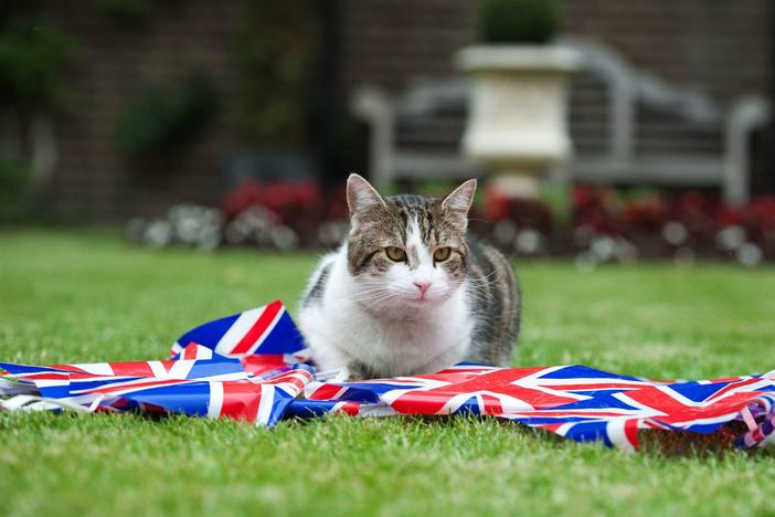 Larry the Cat plays with bunting in the garden of number 10 Downing Street on June 1, 2012 in London, England.