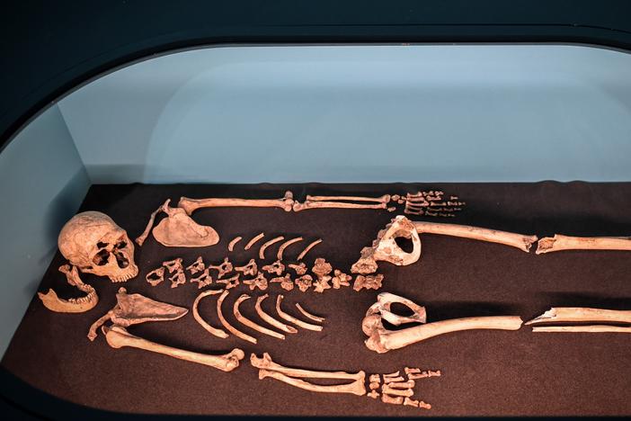 A Neanderthal skeleton on display in 2018 at the Musee de l'Homme in Paris. Researchers extracted DNA from bones found in Russia to learn more about how their communities were organized.