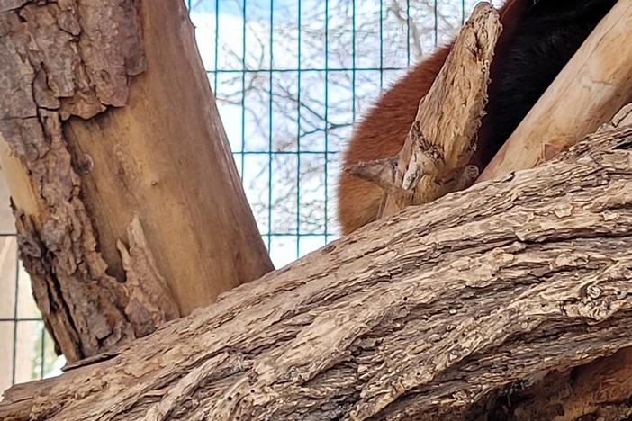 Rusty the red panda escaped his National Zoo enclosure and was briefly free in Washington, D.C., in 2013.