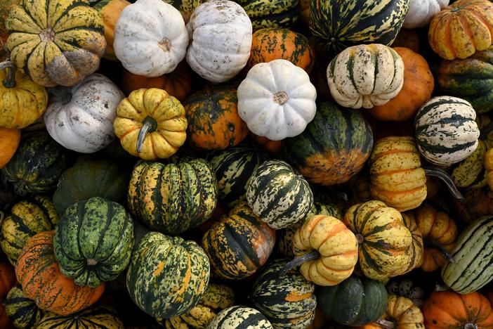 Pumpkins are pictured in a field in Germany.