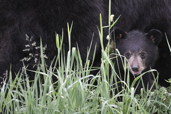 There have been at least 19 recorded black bear attacks since the 1970s.