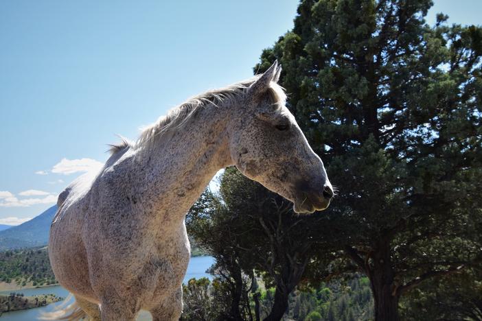 Gandalf, a 16-year-old stallion and likely the oldest on the range, at Wild Horse Ranch in Siskiyou County, California in March 2022. Gandalf has been usurped by a younger stallion that allows him to continue to be part of the family band, a twist on the usual family band make-up that typically consists of a lone band stallion.