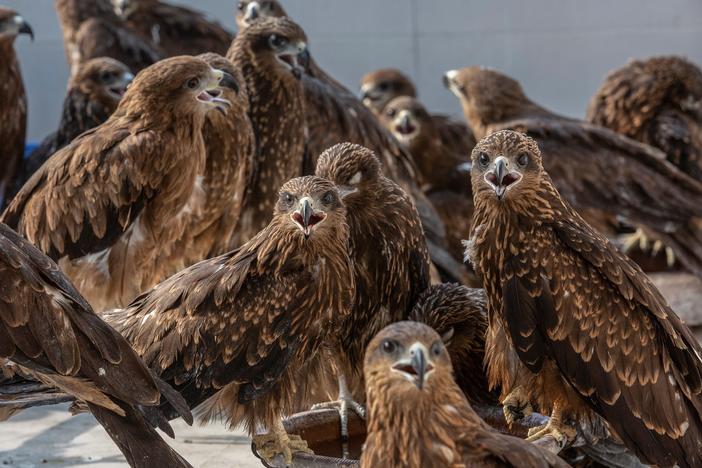 Injured black kites at Wildlife Rescue, a clinic run by brothers Nadeem Shehzad and Muhammad Saud in Delhi. Over the past 12 years, they've treated nearly 26,000 of the raptors. The brothers are featured in a new prize-winning documentary, <em>All That Breathes, </em>opening in the U.S. this month and coming to HBO in 2023.