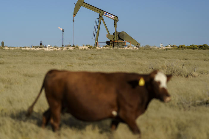 A cow walks through a field as an oil pumpjack and a flare burning off methane and other hydrocarbons stand in the background in the Permian Basin in Jal, N.M., Oct. 14, 2021.
