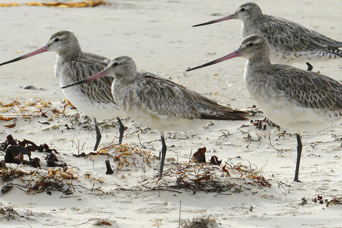 Bar-tailed godwits stand on the beach at Marion Bay in Australia's Tasmania state on Feb. 17, 2018.