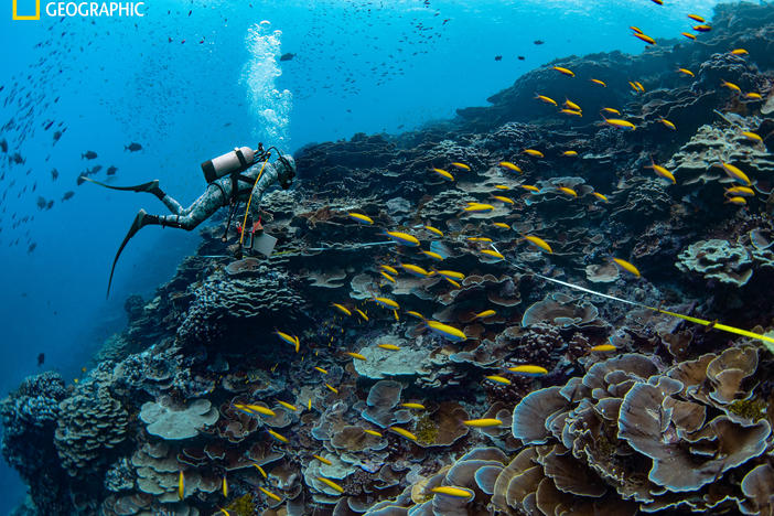 With measuring tape and notepad, marine ecologist Enric Ballesteros surveys the organisms living on a healthy reef in the islands. When author Enric Sala and his team first visited here in 2009, they found these reefs in a pristine state, with a profusion of species, many of them rare.
