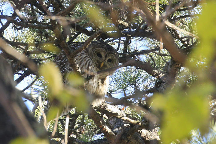 Barred owls are known to be aggressive and territorial. A barred owl similar to this one recently attacked a Washington state woman — twice.