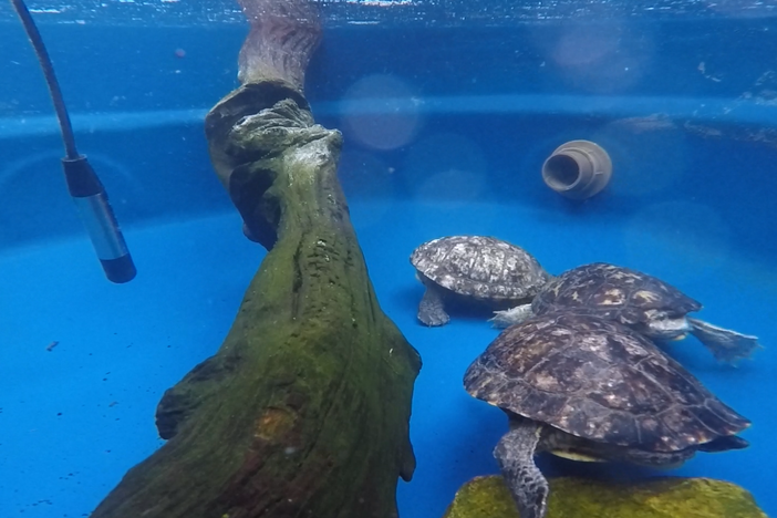 Gabriel Jorgewich Cohen began researching whether turtle species — and other vertebrates thought to be mute — make sounds by recording his own pet turtles. The hydrophone used for recording can be seen on the left.