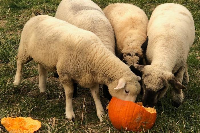 From October to December, Pumpkins For Pigs connects community members across the country with local farms, so their leftover pumpkins can be used for animal feed.
