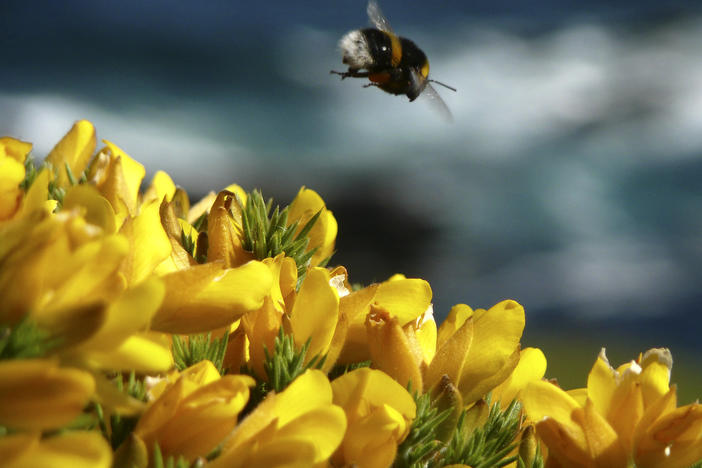 In an experiment conducted by researchers at Queen Mary University of London, bees could make their way through an unobstructed path to a feeding area or opt for a detour into a chamber with wooden balls (toys). Many took the detour.