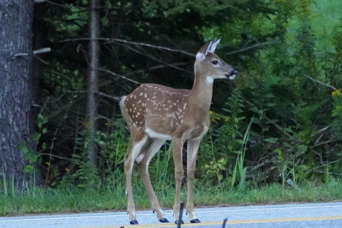 A white tail deer fawn stands in the road, Sept. 10, 2021, in Freeport, Maine.
