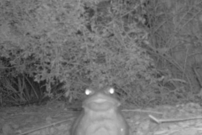 Black and white motion sensor camera capture of Sonoran Desert Toad staring into your soul at Organ Pipe Cactus National Monument, Arizona.