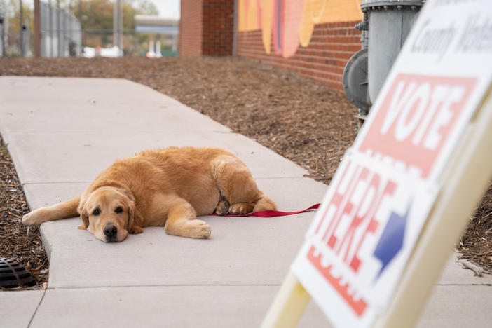 A dog named Georgia waits for their owner outside a voting location on Saturday in Charlotte, N.C. It was the last day for early voting in the state.