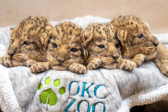 The Oklahoma City Zoo welcomed four lion cubs on Sept. 26, its first litter of African lion cubs in 15 years.