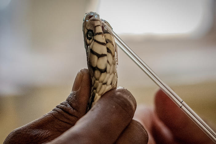 A forest cobra is harvested for its venom at the Research Institute of Applied Biology of Guinea. Its venom will be analyzed for various toxins and help inform future antidote development.