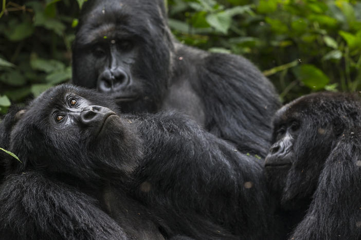 Gorillas are seen here at Virunga National Park in the Democratic Republic of Congo in 2013.