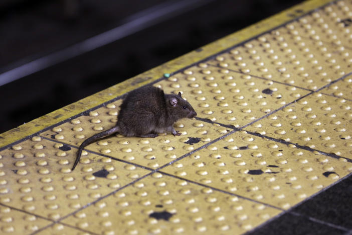 A rat crosses a Times Square subway platform in New York on Jan. 27, 2015.