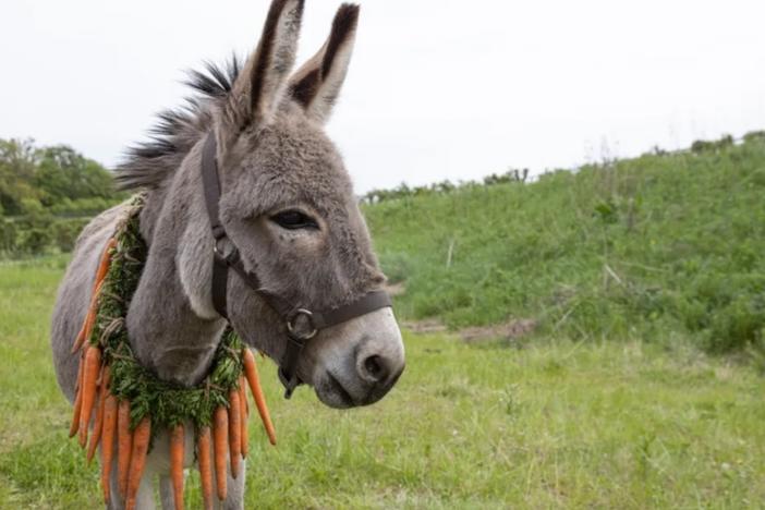 The donkey's eyes seem to take the measure of modern life in Jerzy Skolimowski's film, <em>EO</em>.