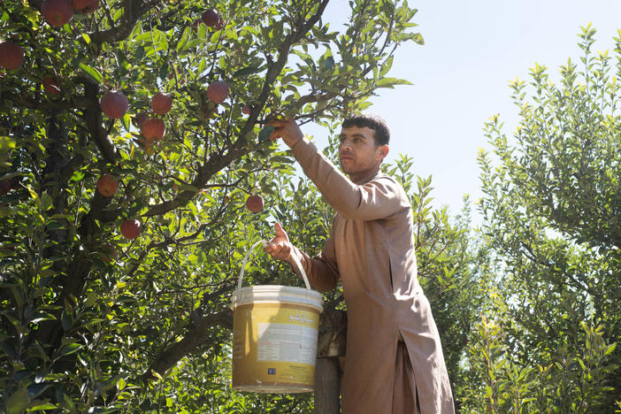 Mohammad Hashim, a former officer in the Afghan National Army, now picks apples for a living.