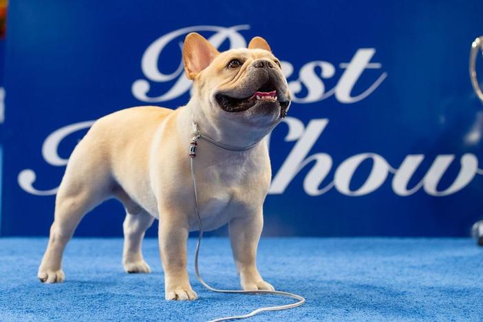 Three-year-old Winston was the best-in-show winner at the 2022 National Dog Show.