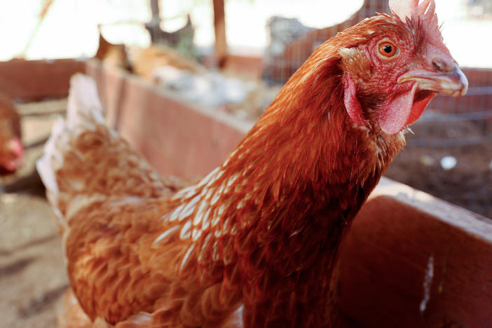Chickens are pictured at Southern California Sanctuary on Oct. 5 in Acton, Calif. In Nebraska, another 1.8 million are being killed over bird flu concerns.