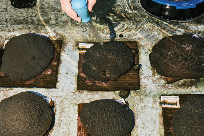 Kevin Davenport, an aquarist and coral biologist, feeds krill to growing corals in a warehouse for growing and rehabilitating coral populations in Orlando, Fla., on Sept. 13.