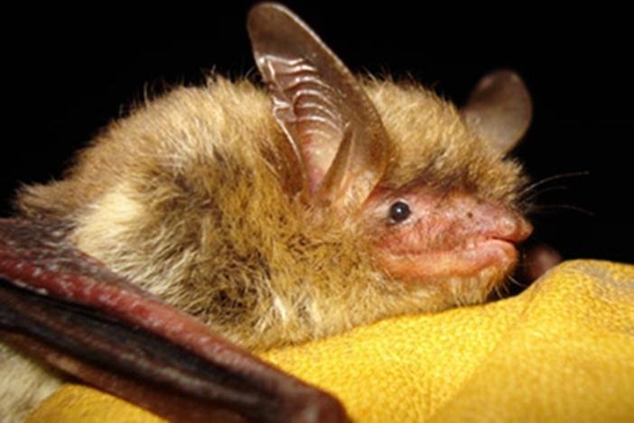 The northern long-eared bat is the third bat species recommended for endangered status this year due to white-nose syndrome.