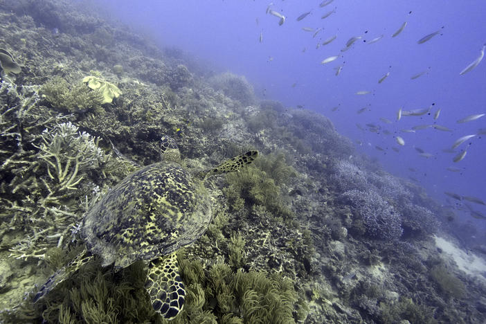 A sea turtle swims over corals on Moore Reef in Gunggandji Sea Country off the coast of Queensland in eastern Australia on Nov. 13, 2022.