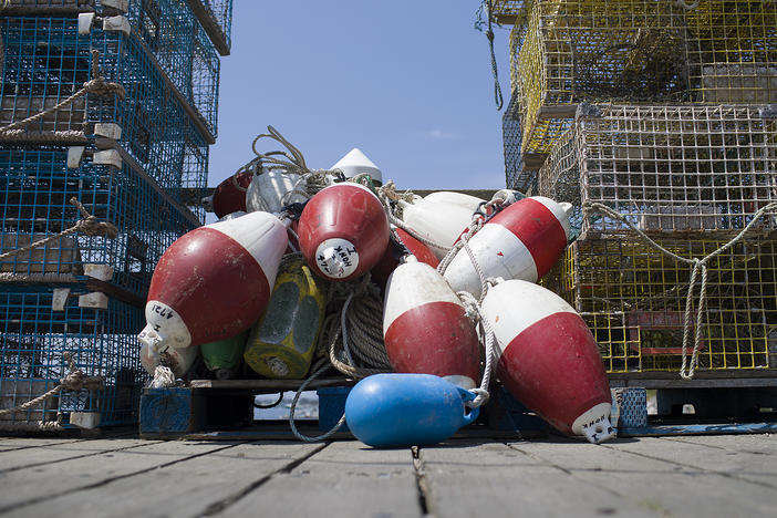 Maine is the largest lobster-producing state in the U.S. Some of the gear used to catch the crustaceans poses an entanglement risk to the endangered North American right whale population.