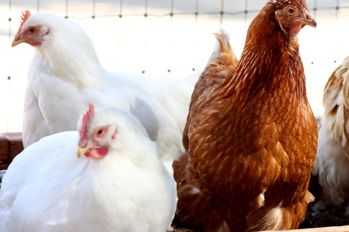 Rescued chickens gather in an aviary at Farm Sanctuary's Southern California Sanctuary on Oct. 5 in Acton, Calif. A wave of the highly pathogenic H5N1 avian flu has entered Southern California, driven by wild bird migration.