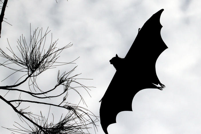 Bats have a seven-octave vocal range. Researchers say, to make their low-frequency calls, bats use the same trick as throat singers and death metal growlers.